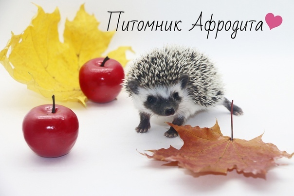 Передержка ежа