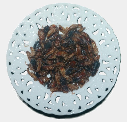 Туркменский таракан